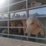 Burgos Cattle Distribution RA7171